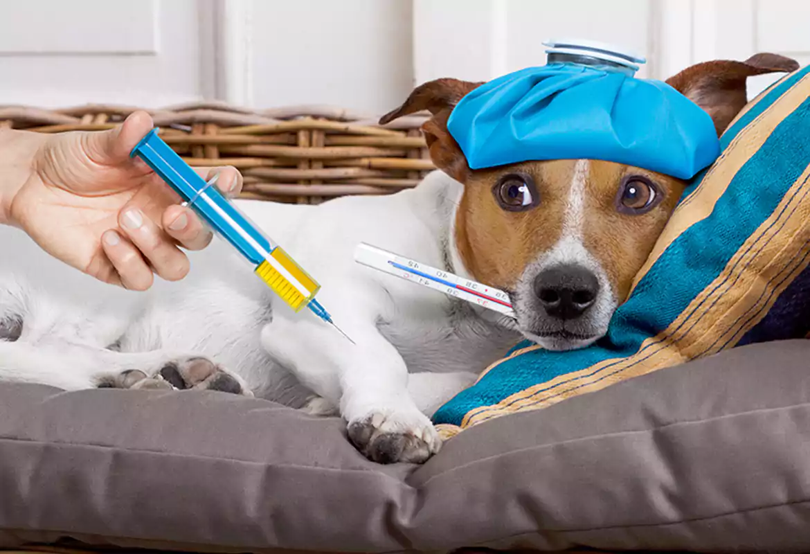 Canine parvovirus (CPV)