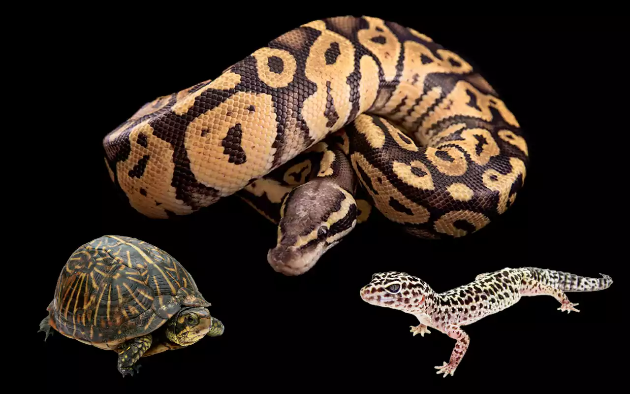 10 Things You Need to Know About Keeping Reptiles as Pets