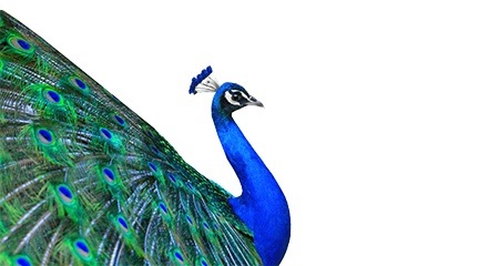 Peacock kokopet