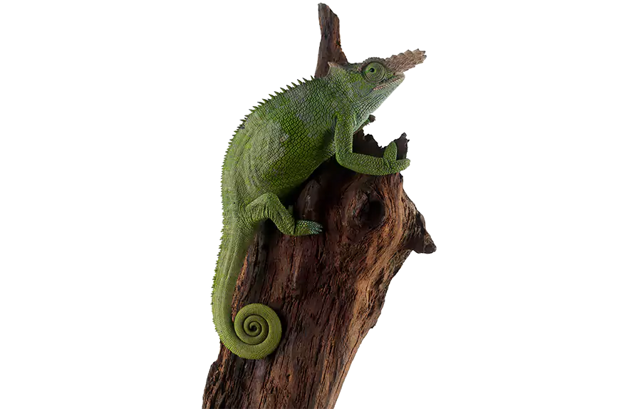reptile kokopet.ir