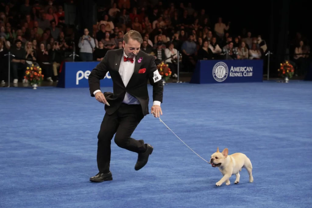 FRENCH BULLDOG فرنچ بولداگ قیمت خرید