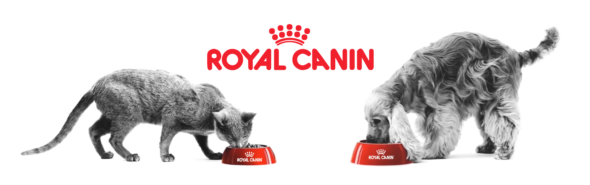 Royal canin banner kokopet petshop پتشاپ کوکوپت