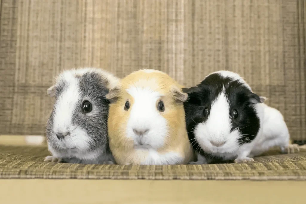 1خوکچه هندی آمریکایی (American Guinea Pig) پتشاپ کوکوپت kokopet.ir