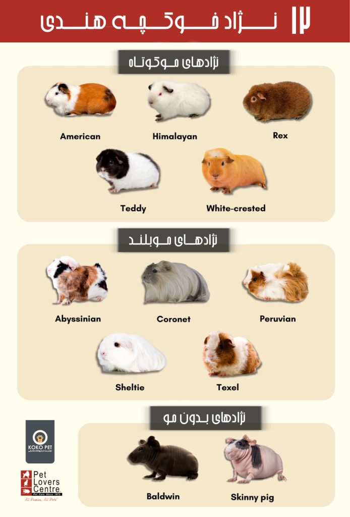 Guinea-Pig-Breeds-infographic اینفوگرافیک نژادهای خوکچه هندی kokopet پتشاپ کوکوپت