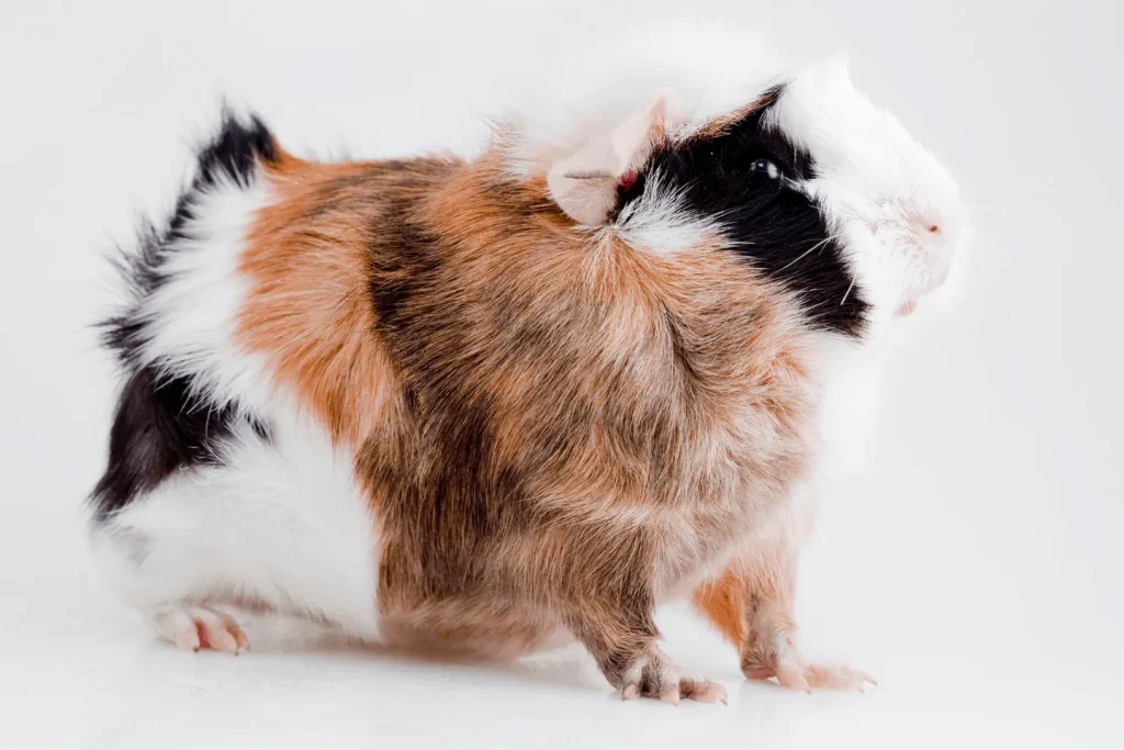 Multicoloured-خوکچه هندی آبیسینی (Abyssinian Guinea Pig) پتشاپ کوکوپت kokopet.ir