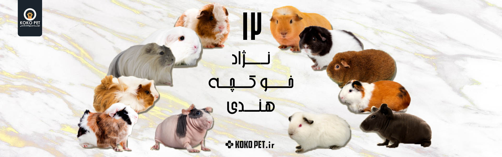 banner 12 خوکچه kokopet petshop پتشاپ کوکوپت