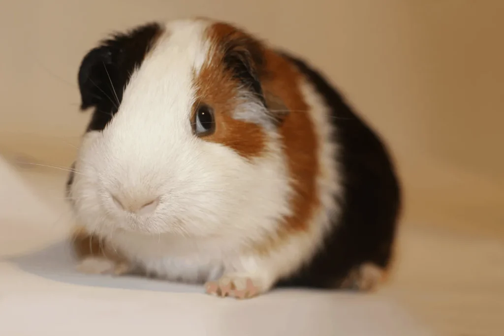 1خوکچه هندی آمریکایی (American Guinea Pig) پتشاپ کوکوپت kokopet.ir