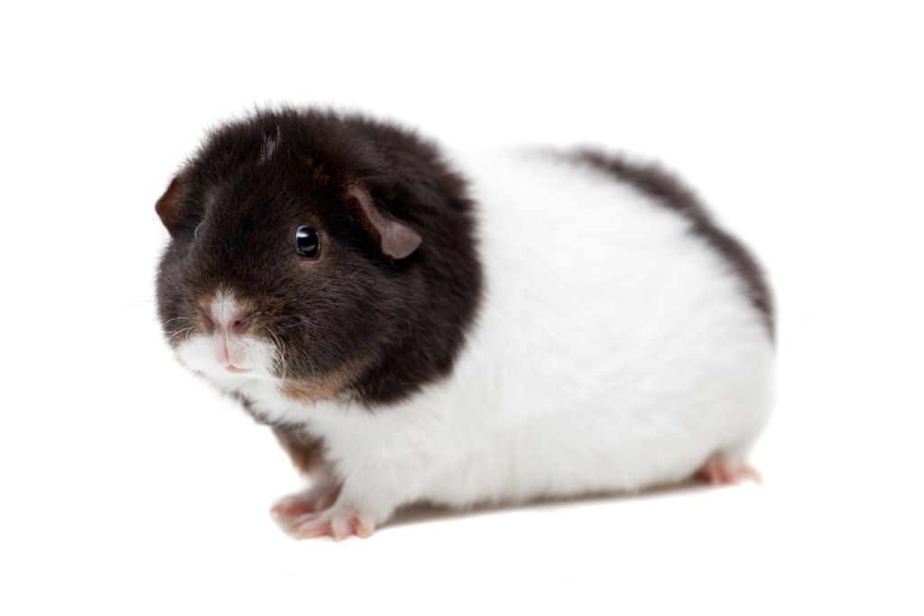 خوکچه هندی تدی (Teddy Guinea Pig) پتشاپ کوکوپت kokopet.ir