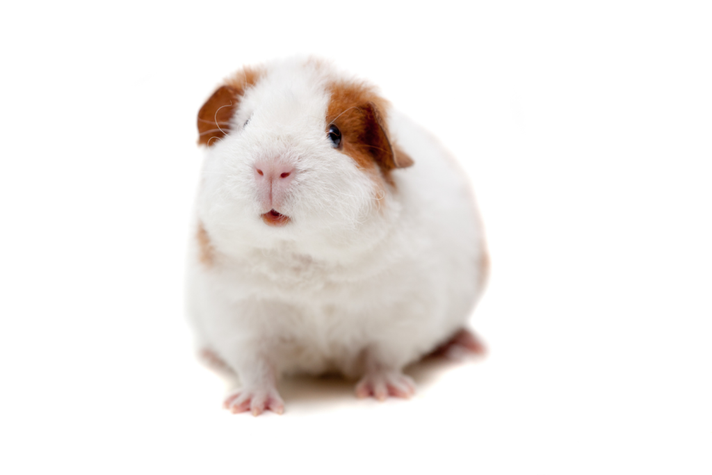 خوکچه هندی تدی (Teddy Guinea Pig)-2 پتشاپ کوکوپت kokopet.ir