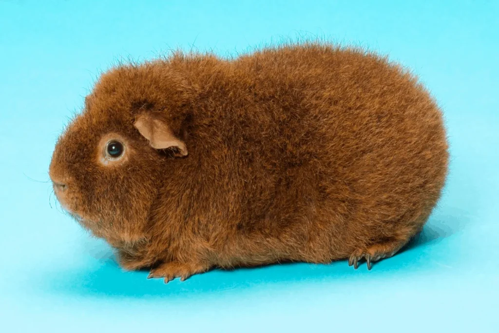 خوکچه هندی رکس (Rex Guinea Pig) پتشاپ کوکوپت kokopet.ir