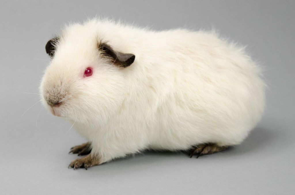 خوکچه هندی هیمالیایی (Himalayan Guinea Pig) پتشاپ کوکوپت kokopet.ir