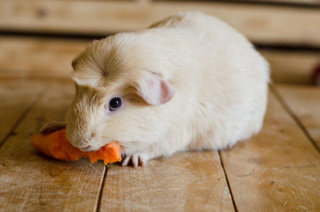 خوکچه هندی کاکل انگلیسی (English Crested Guinea Pig) پتشاپ کوکوپت kokopet.ir