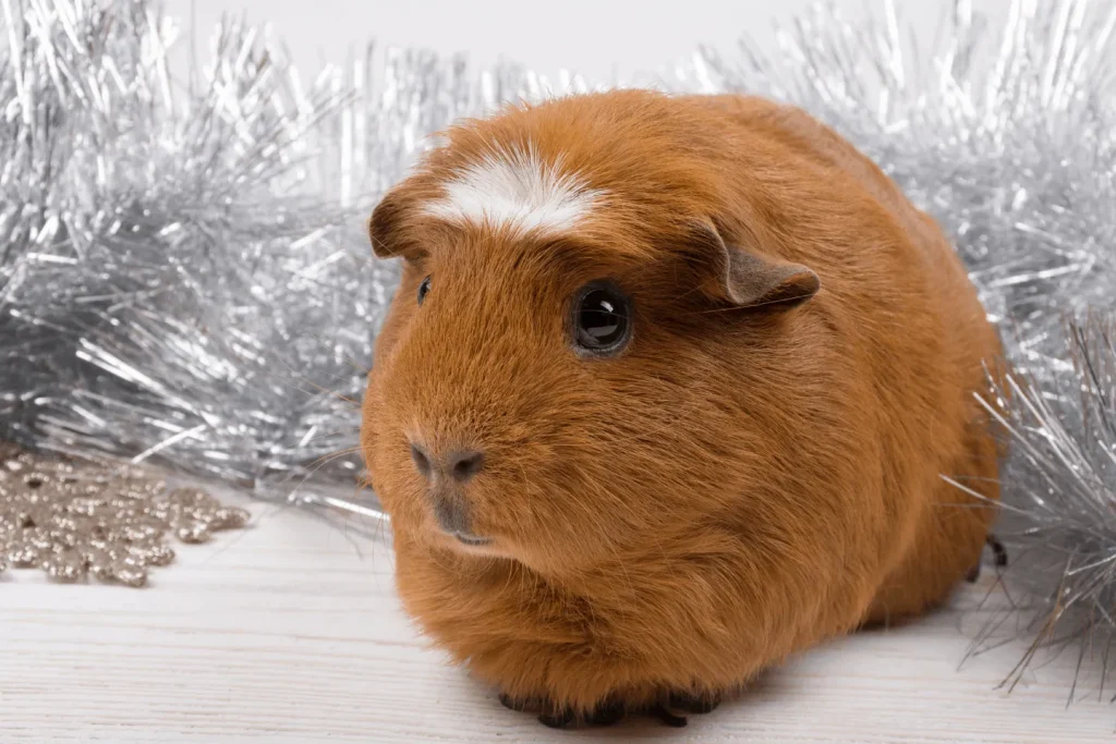 خوکچه هندی کاکل سفید (White-crested Guinea Pig) پتشاپ کوکوپت kokopet.ir